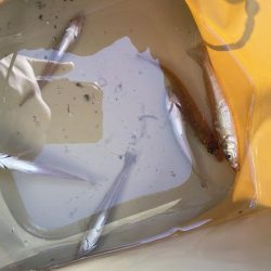 苅谷波止で何が釣れるか初釣行 一応キス狙い!